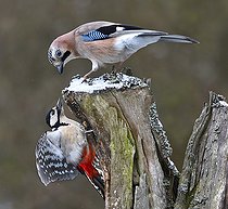 Biosphoto | 2325575 | Geai des chênes (Garrulus glandarius) houspillant un Pic épeiche (Dendrocopos major), Parc naturel régional des Vosges du Nord, France | &copy; Michel Rauch / Biosphoto