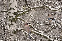 Biosphoto | 2420922 | Geai des chênes (Garrulus glandarius) paire dans un bouleau enneigé, Parc naturel régional des Vosges du Nord, France | &copy; Michel Rauch / Biosphoto