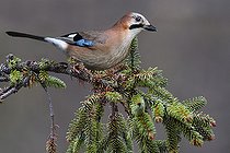 Biosphoto | 2325576 | Geai des chênes (Garrulus glandarius) sur une branche, Parc naturel régional des Vosges du Nord, France | &copy; Michel Rauch / Biosphoto