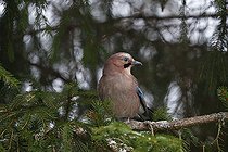 Biosphoto | 2593348 | Geai des chênes (Garrulus glandarius) sur une branche, Forêt de Bialowieza, site du patrimoine mondial de l'UNESCO, Pologne, Europe. | &copy; Franco Banfi / Biosphoto