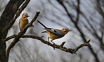 Biosphoto | 2051231 | Geais des chênes (Garrulus glandarius), 2015 12 15, Parc naturel régional des Vosges du Nord, classé Réserve mondiale de Biosphère par l'UNESCO, France | &copy; Michel Rauch / Biosphoto