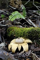 Biosphoto | 462238 | Géastre et litière en sous-bois de maquis | &copy; Nicolas-Alain Petit / Biosphoto