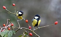 Biosphoto | 2443976 | Geat tit (Parus major) pair on a wild rose (Rosa sp), Vosges du Nordn Regional Natural Park France | &copy; Michel Rauch / Biosphoto