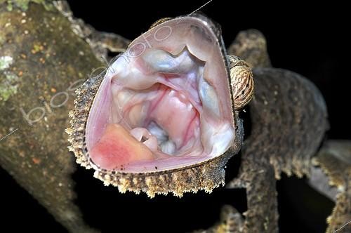 Biosphoto | 2118481 | Gecko à queue plate (Uroplatus fimbriatus) ouvrant grand la bouche en posture de défense, Madagascar | &copy; Thorsten Negro / imageBROKER / Biosphoto