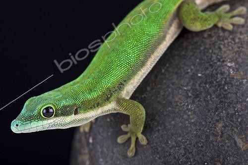 Biosphoto | 2064038 | Gecko diurne à bandes noires de Mayotte (Phelsuma nigristriata), Mayotte, Comores | &copy; Matthijs Kuijpers / Biosphoto