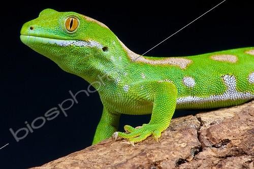 Biosphoto | 2064021 | Gecko (Naultinus grayii), Northland, nouvelle Zélande | &copy; Matthijs Kuijpers / Biosphoto