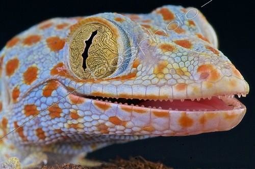 Biosphoto | 2063954 | Gecko tokay (Gekko gecko), Indonésie | &copy; Matthijs Kuijpers / Biosphoto