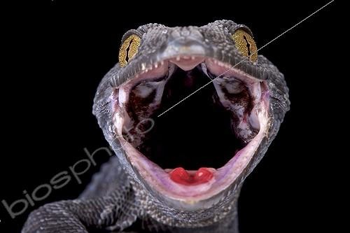 Biosphoto | 2064173 | Gecko tokay (Gekko gecko), Indonésie | &copy; Matthijs Kuijpers / Biosphoto