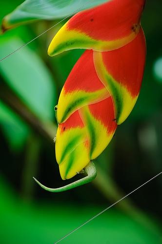 Biosphoto | 2600420 | Gecko vert des Seychelles (Phelsuma astriata), se cachant derrière une fleur d'Heliconia rostrata, Mahé, Seychelles | &copy; Régis Cavignaux / Biosphoto