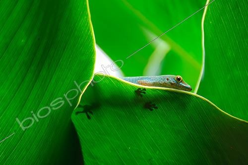 Biosphoto | 2600421 | Gecko vert des Seychelles (Phelsuma astriata), se cachant derrière des feuilles, Mahé, Seychelles | &copy; Régis Cavignaux / Biosphoto