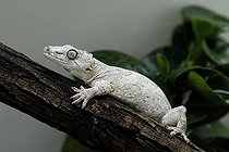 Biosphoto | 471265 | Gecko vorace en vivarium du parc zoologique de Nouméa | &copy; Nicolas-Alain Petit / Biosphoto
