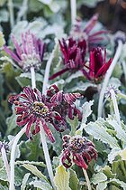Biosphoto | 2435510 | Gelée matinale sur une marguerite sud-africaine (Arctotis x hybrida) 'Mahogany' en fleurs | &copy; Jean-Michel Groult / Biosphoto