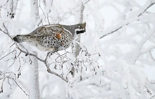 Biosphoto | 1848990 | Gélinotte des bois sur une branche Kuusamo Finlande | &copy; Markus Varesvuo / Biosphoto