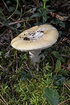 Biosphoto | 2546582 | Gemmed amanita (Amanita gemmata), Cotes-d'Armor, France | &copy; Marie Aymerez / Biosphoto