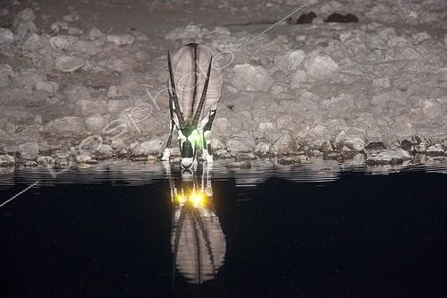 Biosphoto | 2035313 | Gemsbok at the water hole at night - Etosha Namibia  | &copy; Óscar Díez Martínez / Biosphoto