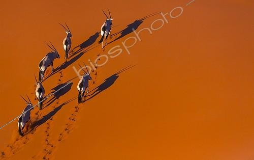 Biosphoto | 2057713 | Gemsbok or gemsbuck (Oryx gazella), Namib Desert, Namibia, Africa | &copy; Juan-Carlos Muñoz / Biosphoto