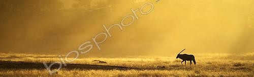 Biosphoto | 2394778 | Gemsbok (Oryx gazella gazella) against the sun, Kalahari, Kgalagadi, Botswana | &copy; Didier Couvert & Muriel Moreau / Biosphoto