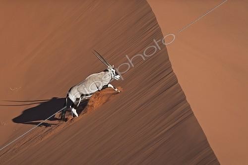 Biosphoto | 1258861 | Gemsbok Oryx running on dune Namib-Naukluft NP Namibia | &copy; Martin Harvey / Biosphoto