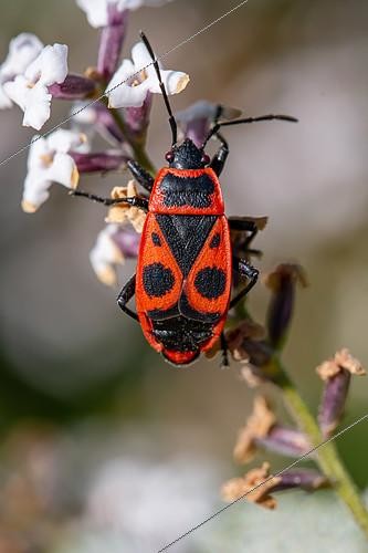 Biosphoto | 2504897 | Gendarme (Pyrrhocoris apterus), forme brachyptère, sur fleurs de Verveine odorante (Aloysia triphylla), Gard, France | &copy; Marie Aymerez / Biosphoto