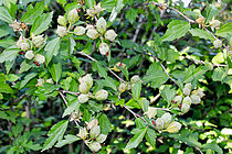 Biosphoto | 2609016 | Gendarmes (Pyrrhocoris apterus) sur Mauve en arbre (Hibiscus syriacus), insectes piqueurs suceurs et polyphages, Allonnes, Sarthe, France | &copy; Michel Gile / Biosphoto