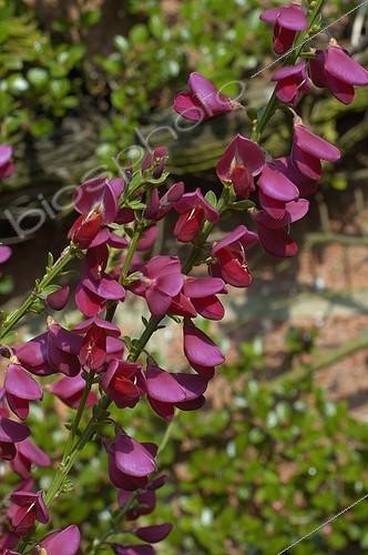 Biosphoto | 111389 | Genêt à balai 'Burkwoodi' en mai  ; Jardin A garden. Belgique | &copy; NouN / Biosphoto
