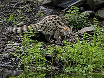 Biosphoto | 2608846 | Genette d'Europe (Genetta genetta) accroupie, Catalogne, Espagne | &copy; Ignacio Yufera / Biosphoto