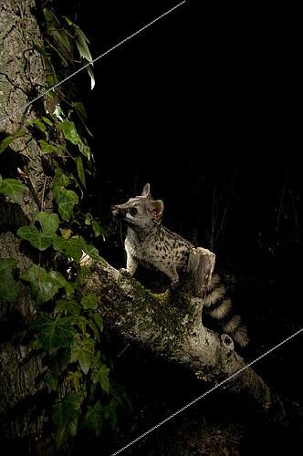 Biosphoto | 2148355 | Genette d'Europe (Genetta genetta) cherchant des oiseaux endormis la nuit, Huesca, Espagne | &copy; Jorge Ruiz del Olmo / Biosphoto