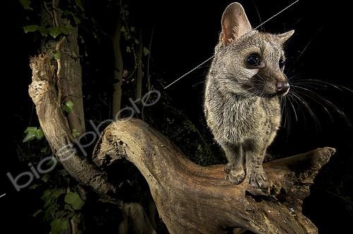 Biosphoto | 2148356 | Genette d'Europe (Genetta genetta) de nuit, Huesca, Espagne | &copy; Jorge Ruiz del Olmo / Biosphoto