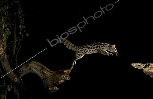 Biosphoto | 2148354 | Genette d'Europe (Genetta genetta) sautant la nuit, Hoya de Huesca, Espagne | &copy; Jorge Ruiz del Olmo / Biosphoto