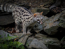Biosphoto | 2608847 | Genette d'Europe (Genetta genetta) sur un sol rocheux, Catalogne, Espagne | &copy; Ignacio Yufera / Biosphoto