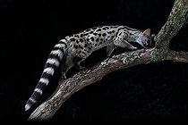 Biosphoto | 2585534 | Genette d'Europe (Genetta genetta) sur une branche, Espagne | &copy; Jean-François Noblet / Biosphoto
