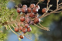 Biosphoto | 1254385 | Genevrier de Phénicie en fruits Massif du Cap Sicié France | &copy; Denis Bringard / Biosphoto