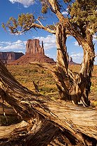 Biosphoto | 1250044 | Genévrier de l'Utah et formation rocheuse Monument Valley | &copy; Daniel Heuclin / Biosphoto