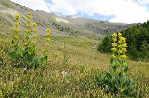 Biosphoto | 1253985 | Gentianes jaunes dans une prairie alpine Ecrins France | &copy; Thierry Van Baelinghem / Biosphoto