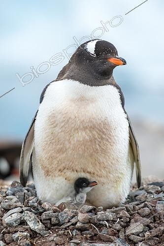 Biosphoto | 2611405 | Gentoo Penguin parent (Pygoscelis papua) brooding a young chick on a nest, Neko harbour, Andvorden Bay, Antarctica | &copy; Raphaël Sané / Biosphoto