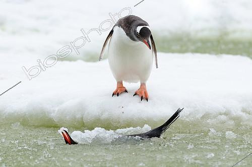 Biosphoto | 2407378 | Gentoo penguin (Pygoscelis papua) adult at a small semi-frozen water lake, South Shetland, Antarctica | &copy; Raphaël Sané / Biosphoto