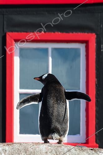 Biosphoto | 2407297 | Gentoo penguin (Pygoscelis papua) adult in front of Port Lockroy UK station on Goudier Island, Antarctica | &copy; Raphaël Sané / Biosphoto