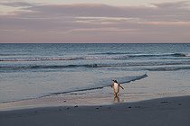 Biosphoto | 2077558 | Gentoo Penguin (Pygoscelis papua) walking on a beach, Falkland Islands | &copy; Kévin Cormier / Biosphoto