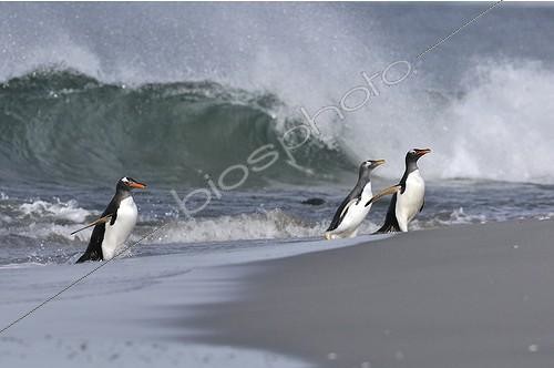 Biosphoto | 574334 | Gentoo Penguin Sea Lion Island Falkland Islands | &copy; Jean-Paul Chatagnon / Biosphoto