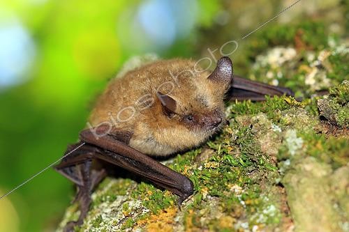 Biosphoto | 2566004 | Geoffroy's bat (Myotis emarginatus) on trunk, Drome, France | &copy; Jean-François Noblet / Biosphoto