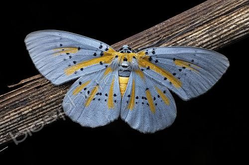 Biosphoto | 2610475 | Geometer moth (Bracca monochrias), Mt Banahaw, Luzon, Philippines | © Frank Deschandol & Philippe Sabine / Biosphoto