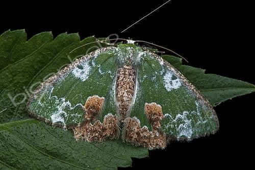 Biosphoto | 2458984 | Géomètre (Eucyclodes albisparsa), imago sur une feuille, Kinabalu NP, Bornéo, Malaisie | &copy; Frank Deschandol & Philippe Sabine / Biosphoto