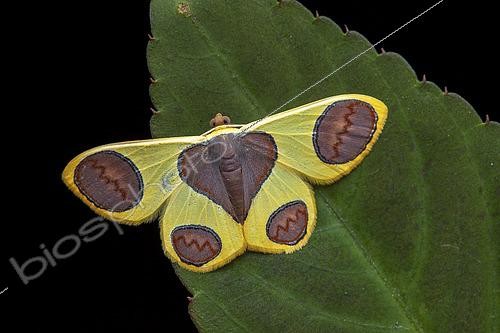 Biosphoto | 2458983 | Géomètre (Plutodes flavescens), imago, Kinabalu NP, Bornéo, Malaisie | &copy; Frank Deschandol & Philippe Sabine / Biosphoto