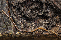 Biosphoto | 2621339 | Géophile (Geophilus sp), mille-pattes prédateur, Monts du lyonnais, Rhône, France | &copy; Philippe Lebeaux / Biosphoto