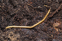 Biosphoto | 2621343 | Géophile (Geophilus sp), mille-pattes prédateur et diploure, Monts du lyonnais, Rhône, France | &copy; Philippe Lebeaux / Biosphoto