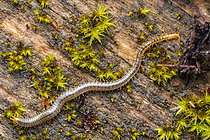 Biosphoto | 2621345 | Géophile mille-pattes prédateur progressant sur la litière du sol, Chevinay, Rhône, France | &copy; Philippe Lebeaux / Biosphoto