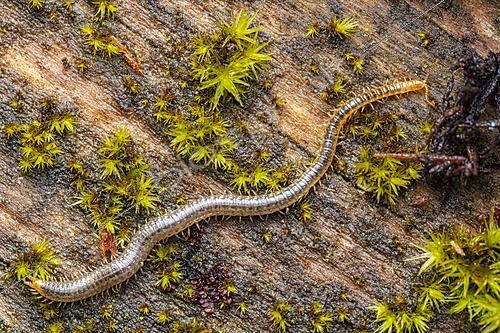 Biosphoto | 2621345 | Géophile mille-pattes prédateur progressant sur la litière du sol, Chevinay, Rhône, France | &copy; Philippe Lebeaux / Biosphoto