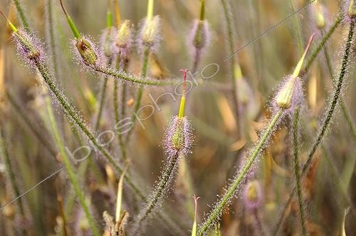 Biosphoto | 1358477 | Géranium de Madère en fin de floraison | &copy; Claude Thouvenin / Biosphoto