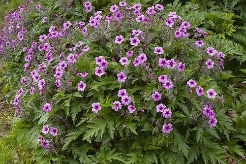 Biosphoto | 2075983 | Géranium de Madère (Geranium maderense) en fleurs dans un jardin | &copy; Frédéric Tournay / Biosphoto
