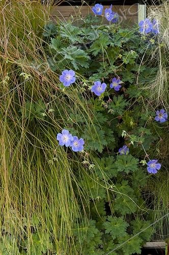 Biosphoto | 1649644 | Geranium in bloom on a vertical garden ; Designer: Pierre-Alexandre RISSER | &copy; Alexandre Petzold / Biosphoto